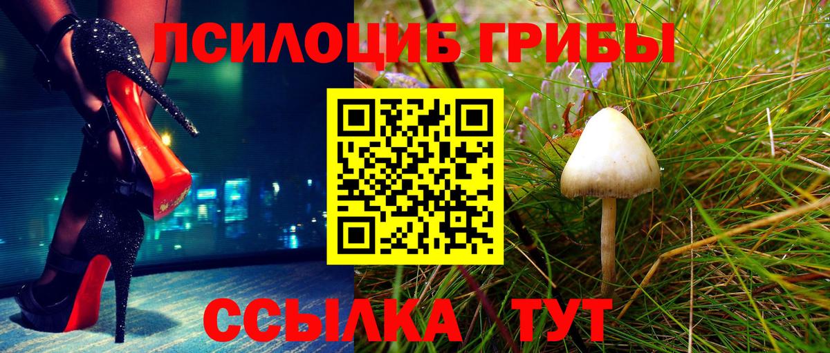 Галлюциногенные грибы Psilocybe Тобольск
